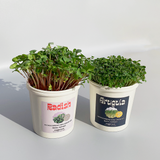 Microgreens Grow Cup Amaranth