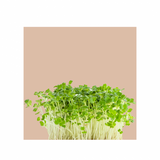 Microgreens Grow Cup Amaranth