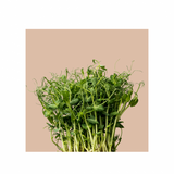 Microgreens Grow Cup Arugula