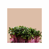 Microgreens Grow Cup Pea