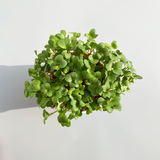 Microgreens Grow Cup Arugula