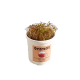 Microgreens Grow Cup Amaranth