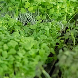 Urban Farm Tour & Microgreens Workshop