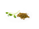 Microgreens Seed | 迷你菜種子