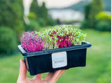 Basic Microgreens Grow Kit | 迷你菜種植套裝