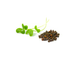 Microgreens Seed | 迷你菜種子
