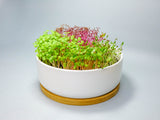 Ceramic Microgreens Grow Kit | 迷你菜陶瓷盆栽套裝