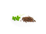 Microgreens Seed | 迷你菜種子