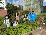 Urban Farming Workshop at LINK Sustainability Lab