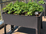 Rattan Planter Grow Kit | 藤籃種植箱套裝