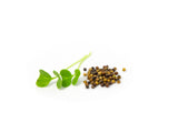 Microgreens Seed | 迷你菜種子