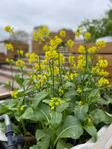 Lok Wood Triple Up - “Green Camp” in August