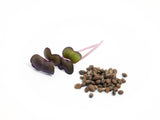 Microgreens Seed | 迷你菜種子