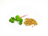 Microgreens Seed | 迷你菜種子