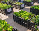 Ground Garden Bed Grow Kit | 座地式種植箱套裝