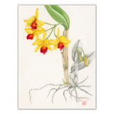Mark Isaac-Williams Print: Laeliocattleya