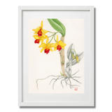 Mark Isaac-Williams Print: Laeliocattleya