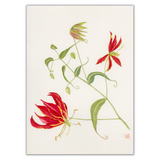 Mark Isaac-Williams Print: Gloriosa Superba