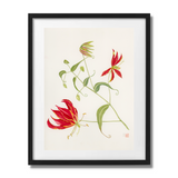 Mark Isaac-Williams Print: Gloriosa Superba
