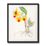 Mark Isaac-Williams Print: Laeliocattleya
