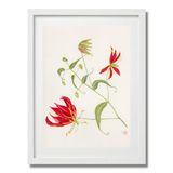 Mark Isaac-Williams Print: Gloriosa Superba