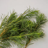 Tea Tree Balancing Toothpaste
