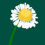 Chamomile Essential Oil 5ml