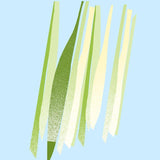 柠檬草精油 12ml