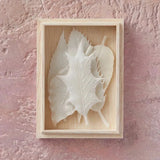 HAKO Winter Box set of five pics