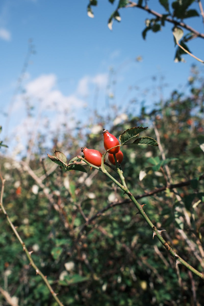 Vitamin Boost Facial Cleanser