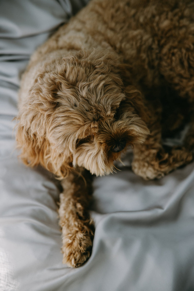 [Up to 50% off] Bamboo Duvet Cover