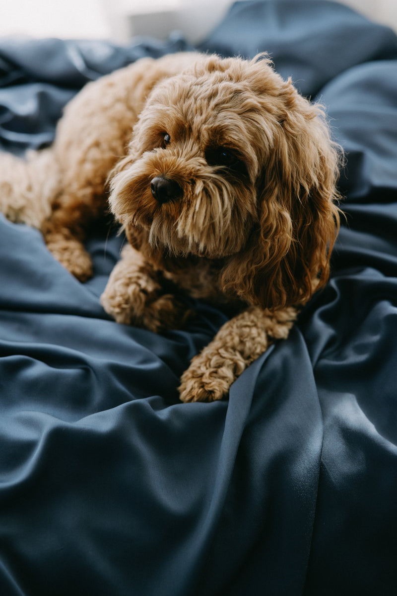 [Up to 50% off] Bamboo Fitted Sheet